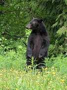 As you move about Smoky Mountain Heartsong, you'll find a page dedicated to the Smoky Mountain Black Bear.