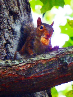 It's all about Smoky Mountain Heartsong, and deer and squirrels, and bear, OH MY!