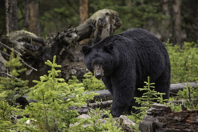 Plan your trip to include seeing wildlife like this Smoky Mountain vacation bear!