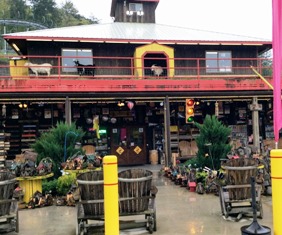 These Goats on the Roof are ready to visit with you!