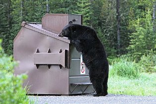 For the Black Bear trash can be a big problem!