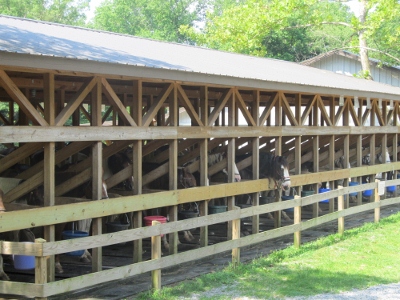 horseback riding in cades-cove