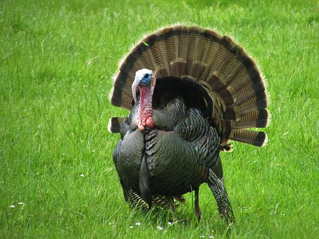 You'll see wild animals like this Cades Cove Bus Tour turkey.