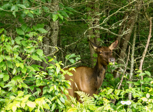 Cataloochee Elk Are Common In The Area