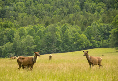 The Cataloochee fields are filled with Elk