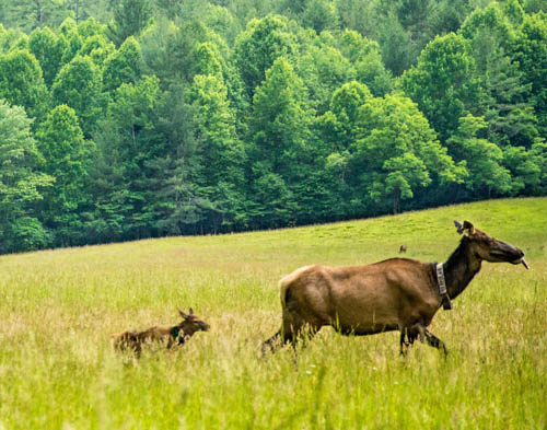 Cataloochee Elk run through the field