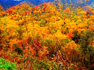Come see how fall festivals color the world in the Great Smoky Mountains