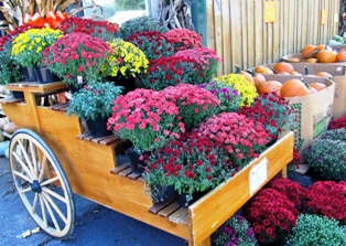 During the Smoky Mountains Fall Festivals colorful flowers are lovely!