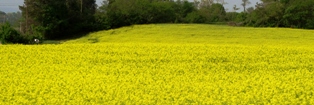 Beautiful flowers are always an intricate part of the weather forecast in spring!