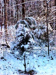 We'll look upon snow-covered mountains and valleys as we forecast weather in winter.