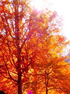 As we forecast weather trees in fall turn lovely colors!