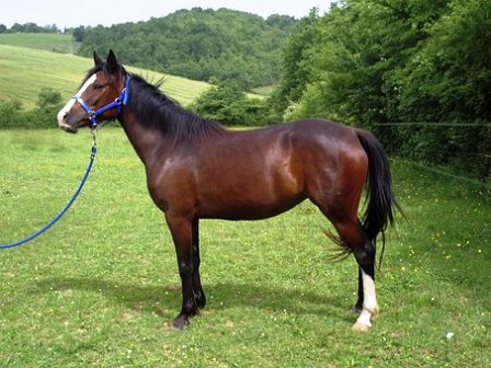 If you enjoy Gatlinburg and the mountains, you'll love horseback riding at Sugarlands.