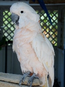 This Parrot Mountain White Bird Is Waiting For An Exciting Visit From You!