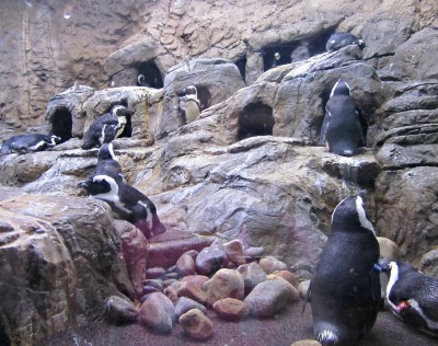 This Ripley's Aquarium Lagoon offers plenty of play space for the Penguins