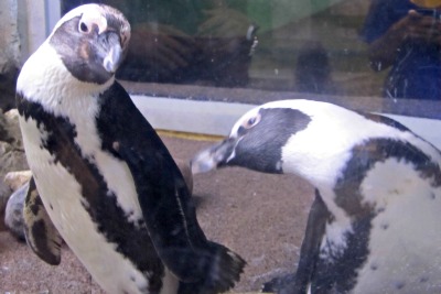 These Ripley's Aquarium Penguins enjoy seeing visitors on a regular basis