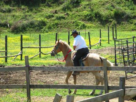 The Cowboy Riding This Horse Does His Riding At Gold Rush Stables in Pigeon Forge, TN!