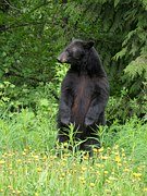As you move about Smoky Mountain Heartsong, you'll find a page dedicated to the Smoky Mountain Black Bear.
