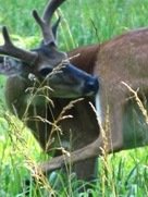 About Smoky Mountain Heartsong, you'll read and see great information about wildlife in the Great Smoky Mountains National Park.