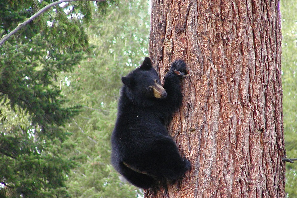 This little "show-off" Cades Cove Bus Tour bear enjoys playtime.