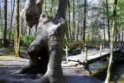 An interesting sight in the Smokies is this Cataract Falls tree