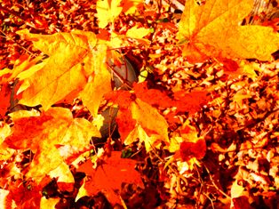 During Fall Festivals Colorful Leaves play a beautiful role in the event.