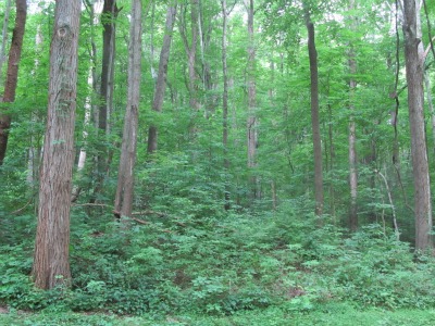 It's quiet and peaceful as you breath fresh mountain air and enjoy those Great Smoky Mountain landscapes.