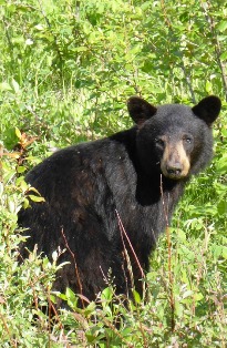 Index Bear