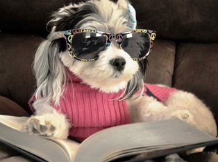 This Pet Friendly Hotels Dog is taking it easy in the Smokies!