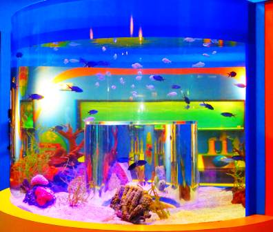 This Ripley's Aquarium Tank is Filled With Exotic Fish!