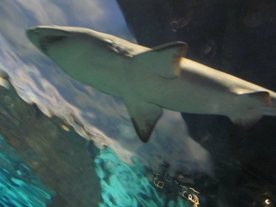 Experience a Ripley's Aquarium Shark swimming over your head!