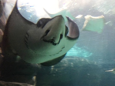 A Ripley's Aquarium Stingray waiting for you to come and play!