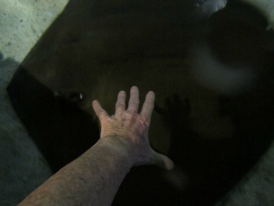 At Ripley's Aquarium you can touch a live Stingray!