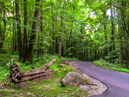 Roaring Fork Road is a winding road with lots of curves.