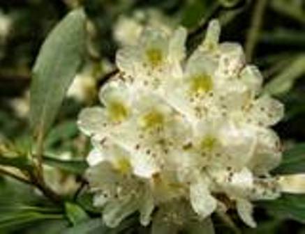 These Roaring Fork wild flowers can be seen all along the trail at certain times during the year.