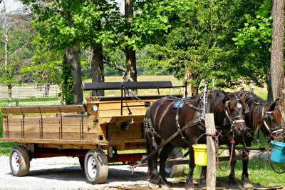 An excellent view comes with the hayride.